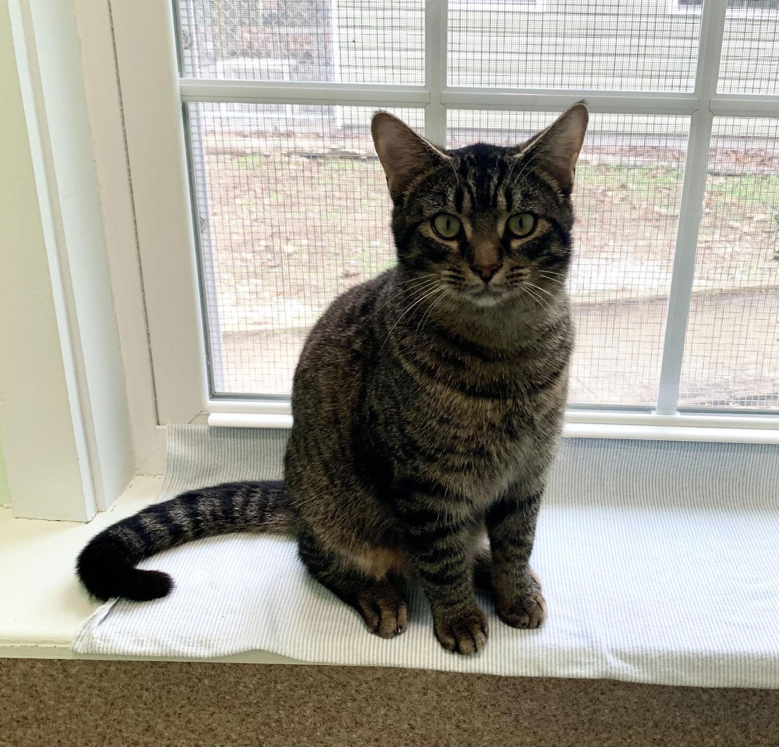 Enlarge Rio, a Adopted mixed breed in Mc Cormick, SC image 2/3