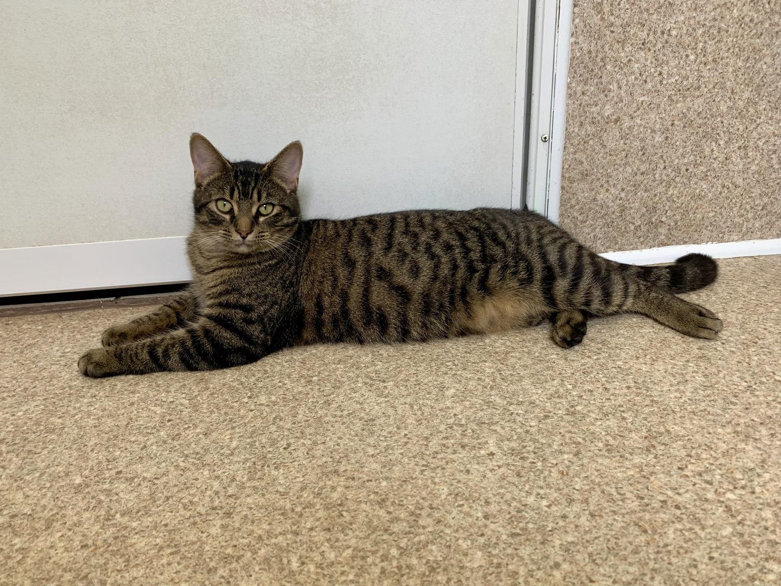 Enlarge Rio, a Adopted mixed breed in Mc Cormick, SC image 3/3