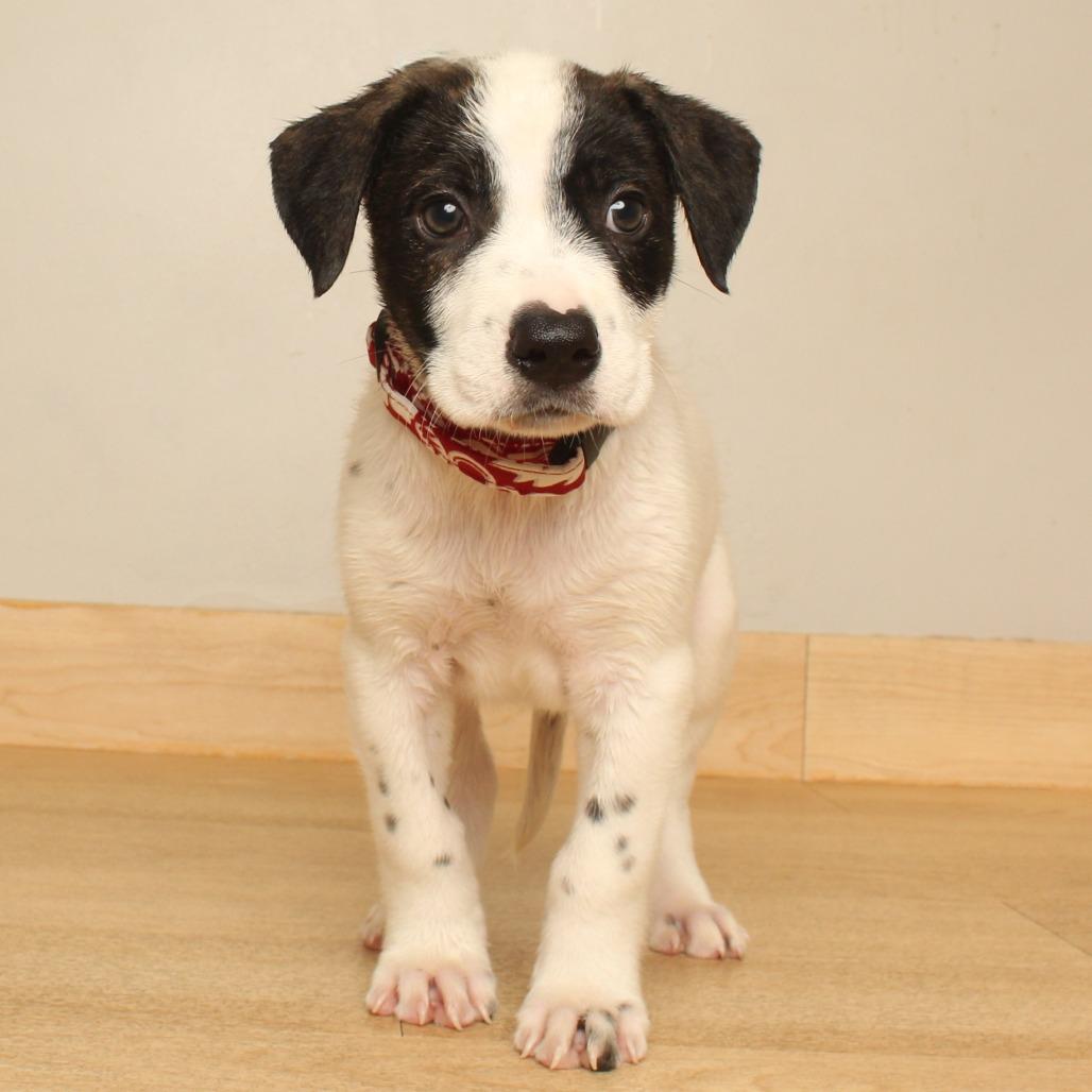 Finn D71081, Adoptable, Puppy Male Australian Shepherd & Mixed Breed.