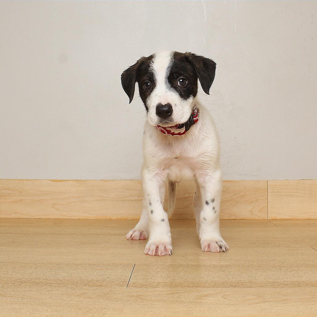 Enlarge Finn D71081, a Adoptable mixed breed in Minnetonka, MN image 2/3