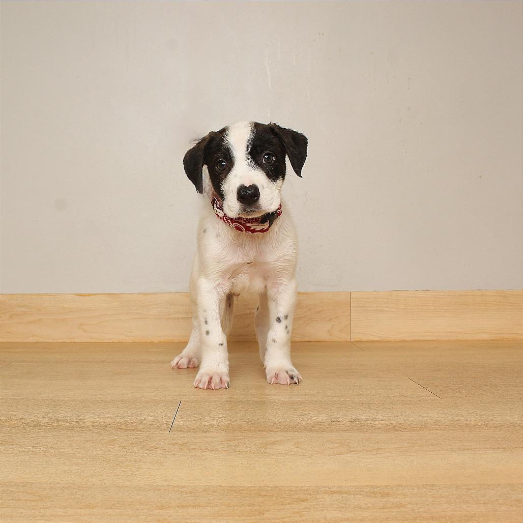 Enlarge Finn D71081, a Adoptable mixed breed in Minnetonka, MN image 3/3