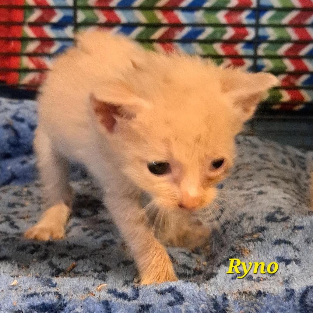 Ryno, Adoptable, Kitten Male Domestic Short Hair.