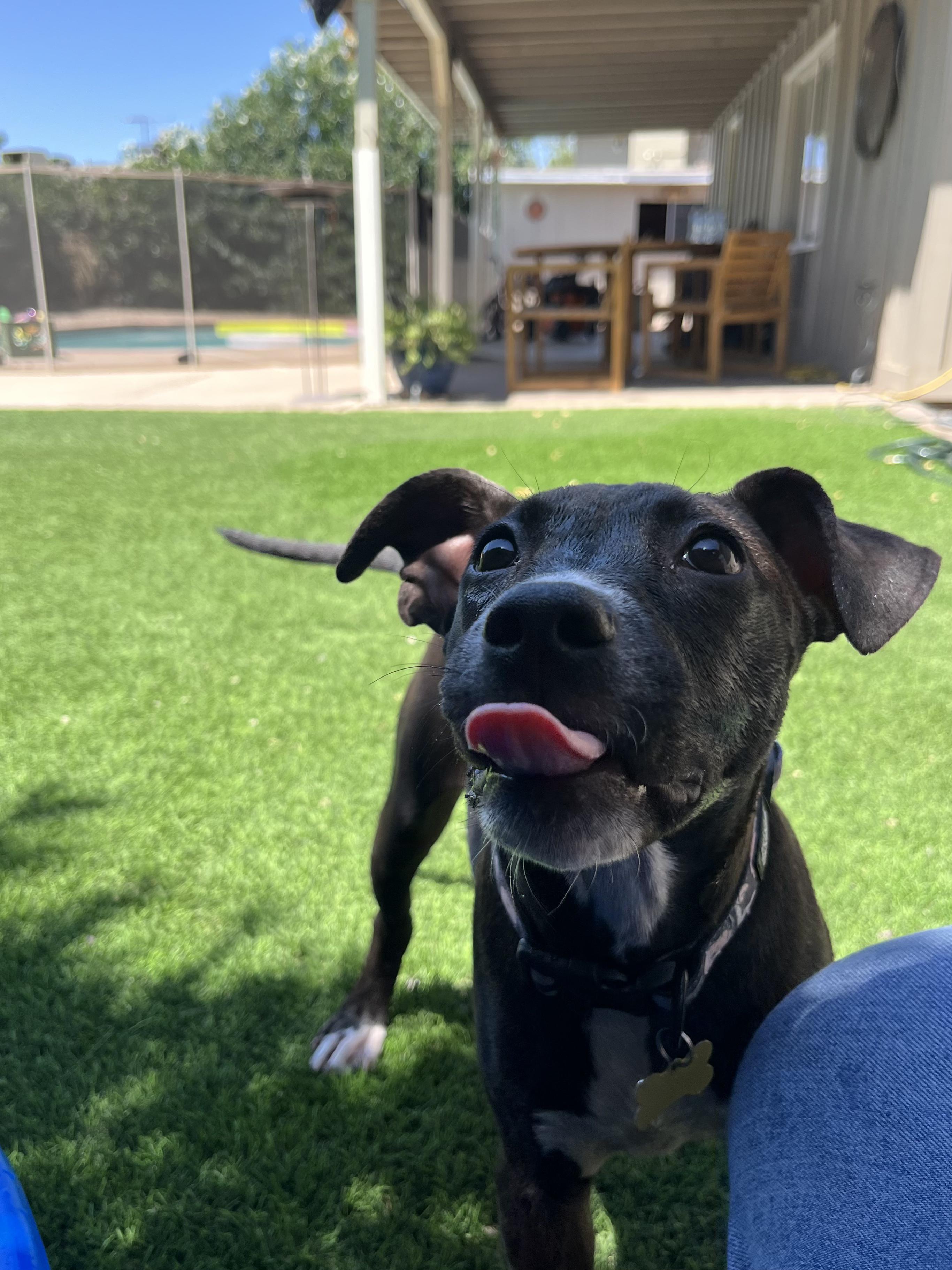Enlarge Marca, an adopted Pit Bull Terrier in Peoria, AZ image 2/5