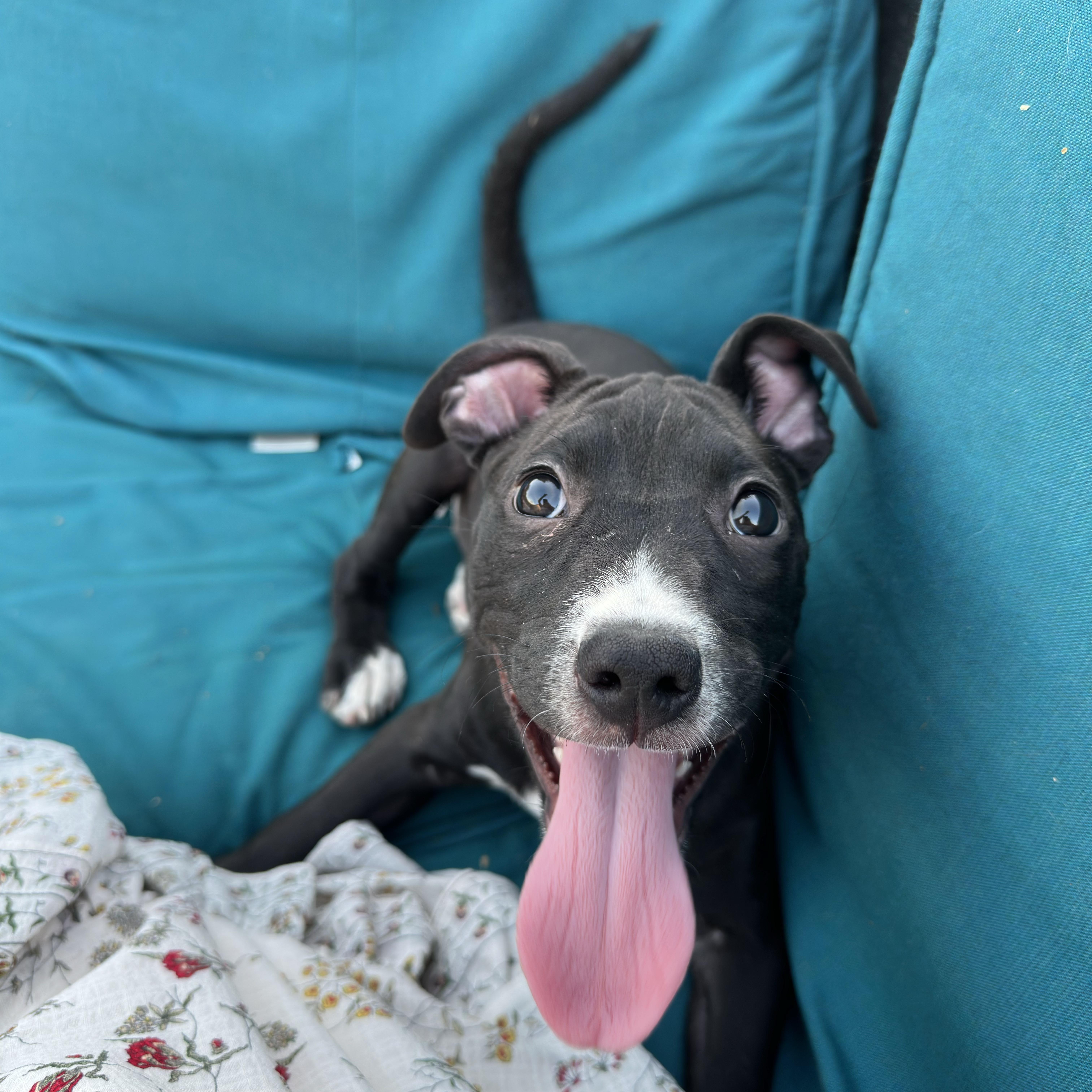Marca, a ADOPTABLE Pit Bull Terrier in Peoria, AZ image 2/2