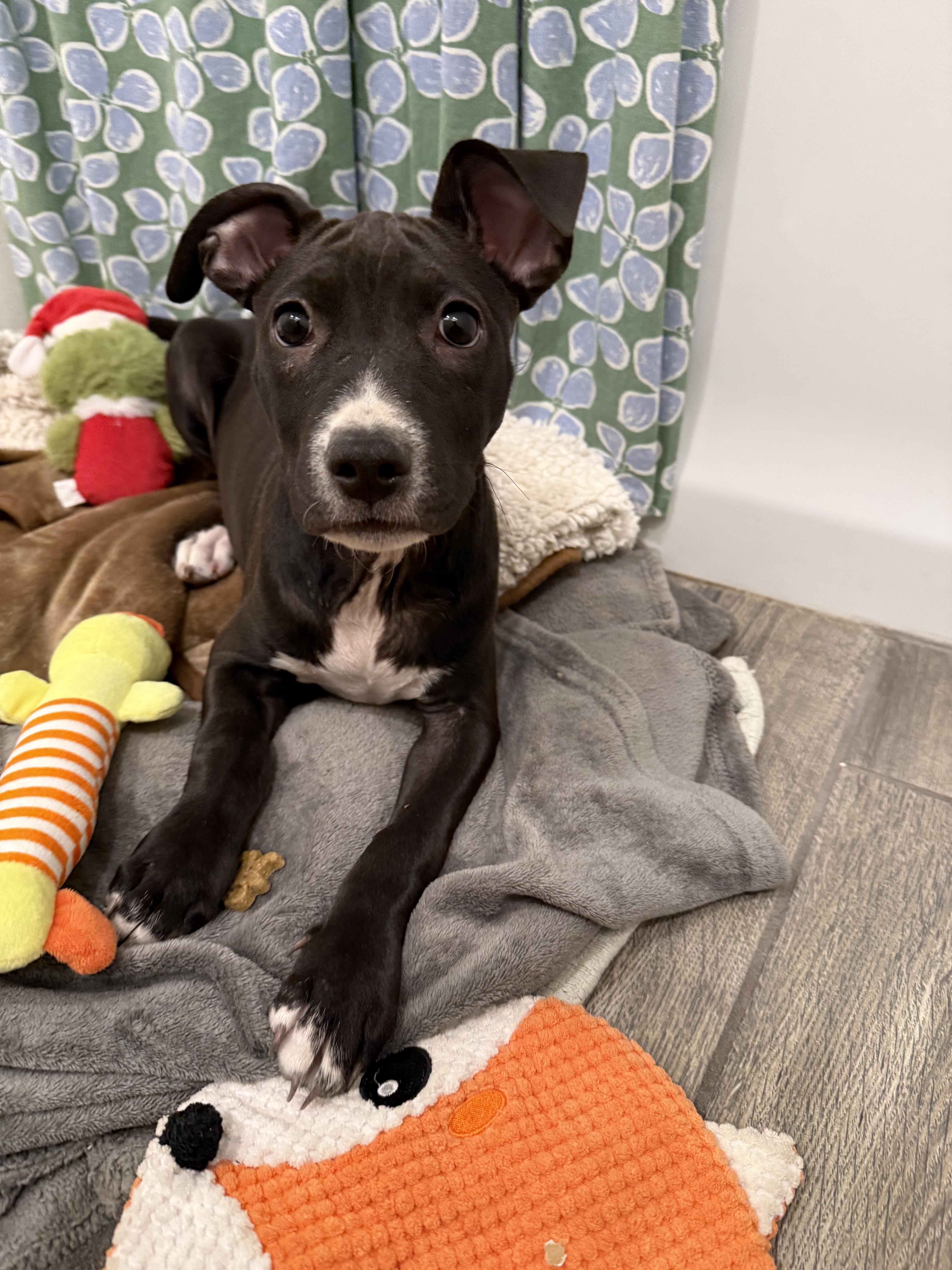 Marca, ADOPTABLE, Puppy Female Pit Bull Terrier.
