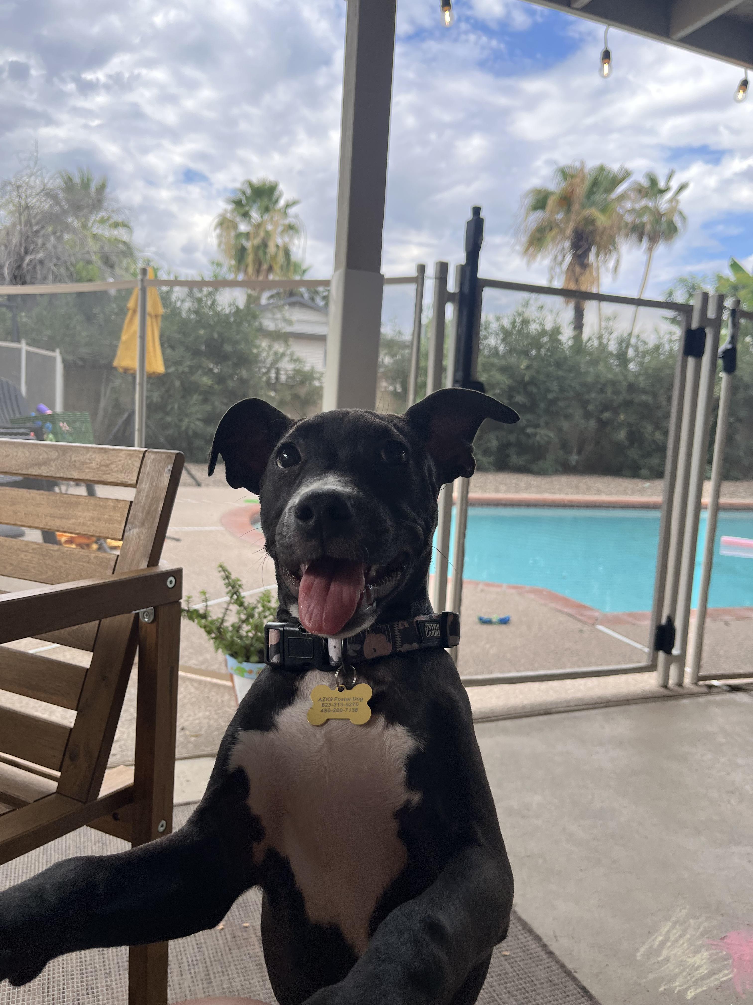 Enlarge Marca, an adopted Pit Bull Terrier in Peoria, AZ image 3/5