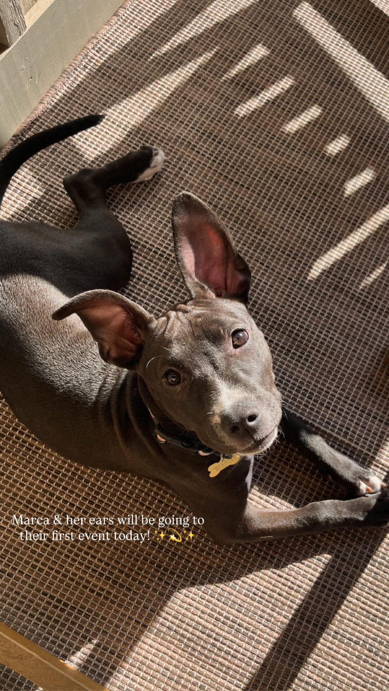 Enlarge Marca, an adopted Pit Bull Terrier in Peoria, AZ image 4/5