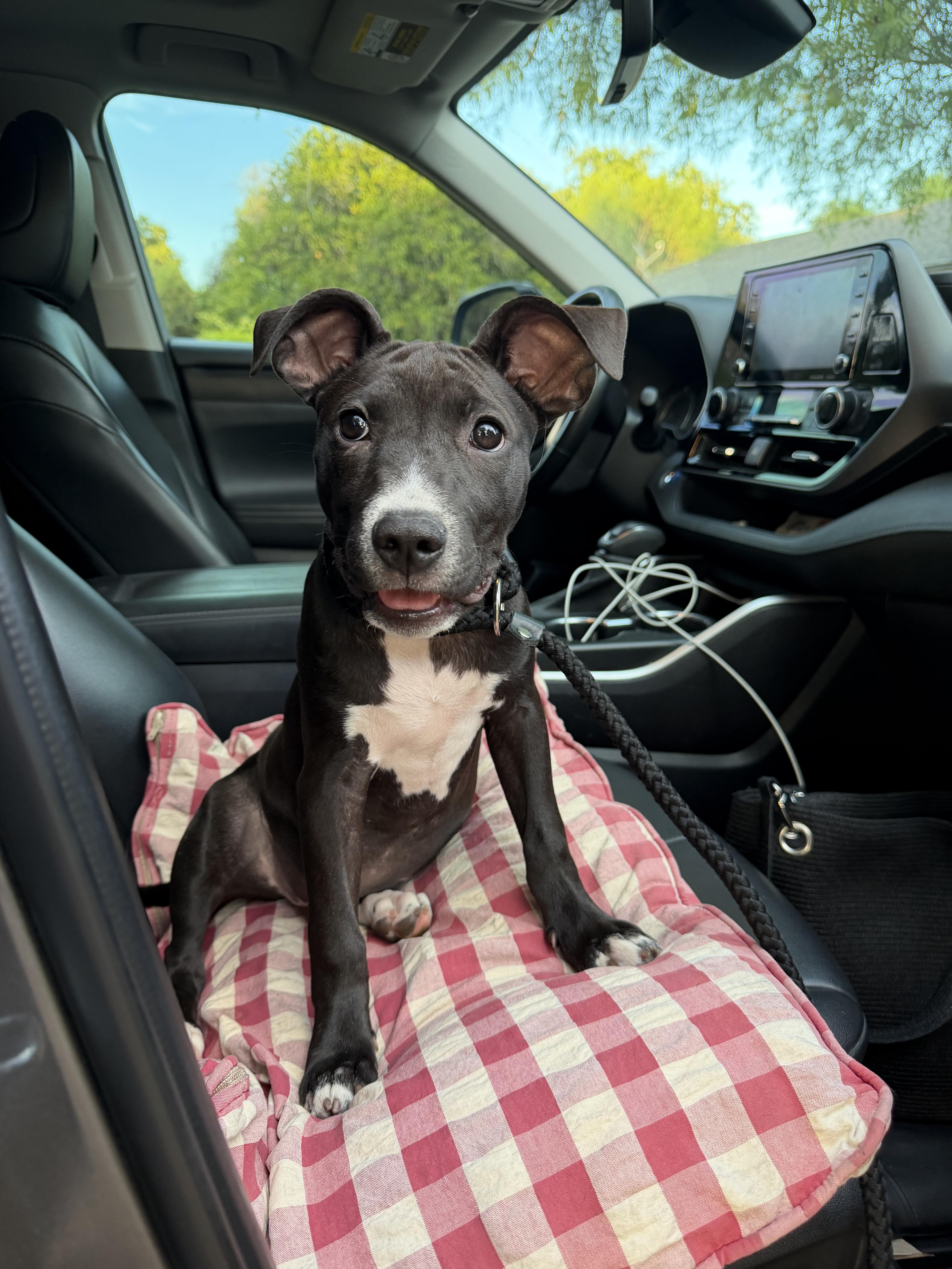Marca, adopted, Young Female Pit Bull Terrier.