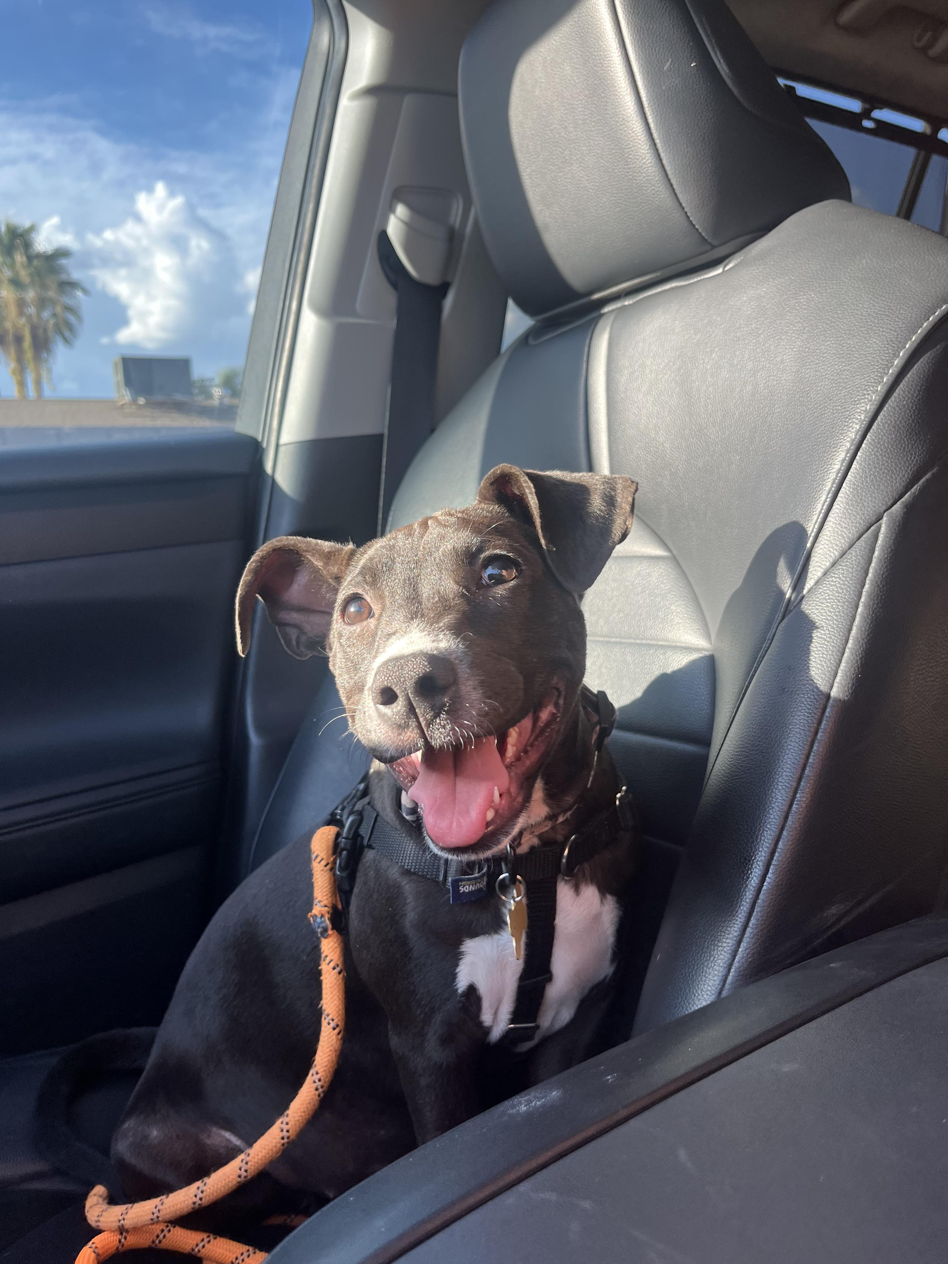 Enlarge Marca, an adopted Pit Bull Terrier in Peoria, AZ image 5/5