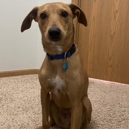 Chad Hugo, Adoptable, Young Male Labrador Retriever & Mixed Breed.