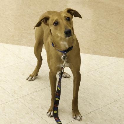 Chad Hugo, Adoptable, Young Male Whippet & Mixed Breed.