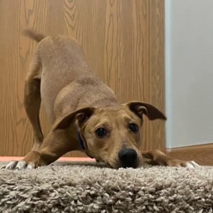 Chad Hugo, a Adoptable mixed breed in Madison, WI image 3/3