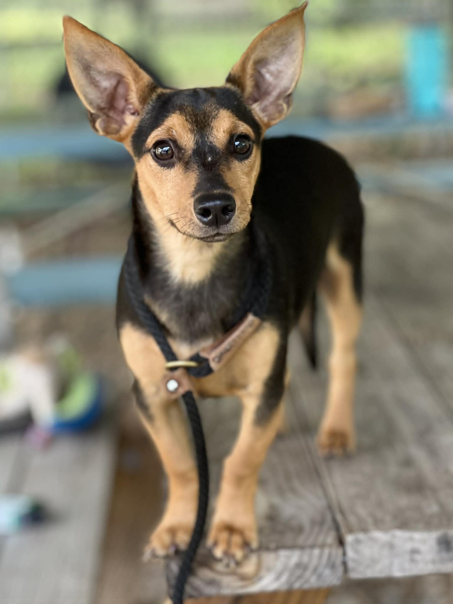 Enlarge Ziggy, an adopted mixed breed in Brunswick, ME image 1/2