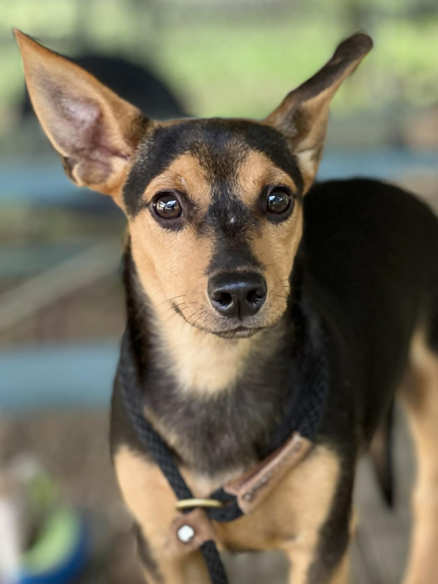 Enlarge Ziggy, an adopted mixed breed in Brunswick, ME image 2/2