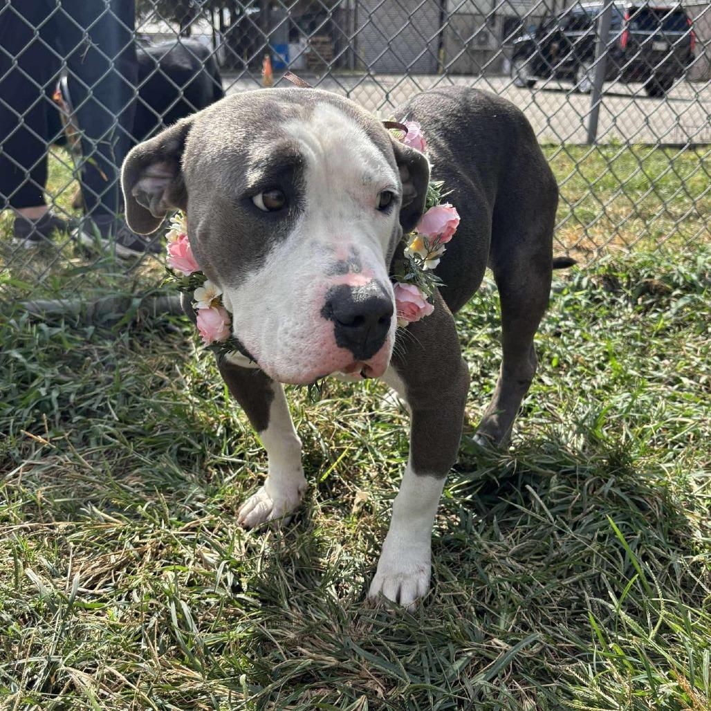 Freya, a Adoptable American Staffordshire Terrier in Napa, CA image 3/6