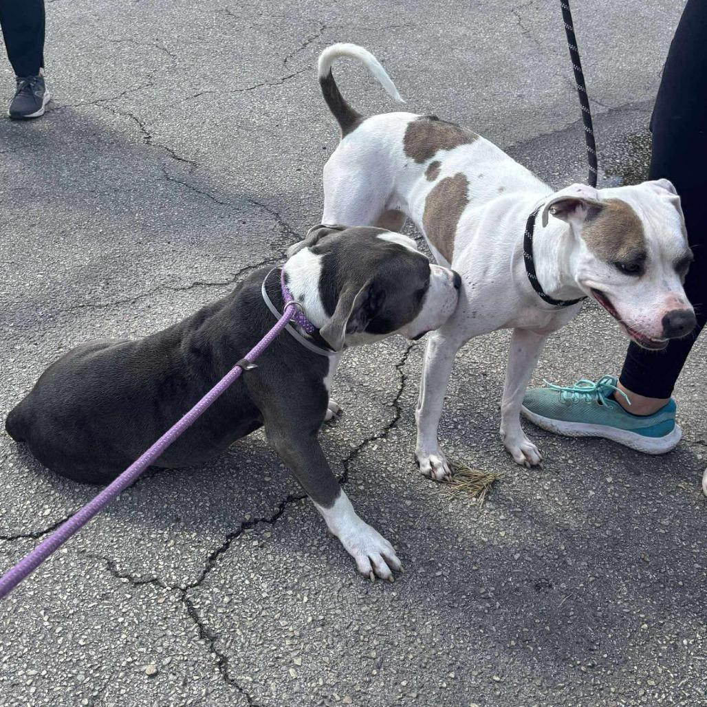 Freya, a Adoptable American Staffordshire Terrier in Napa, CA image 6/6