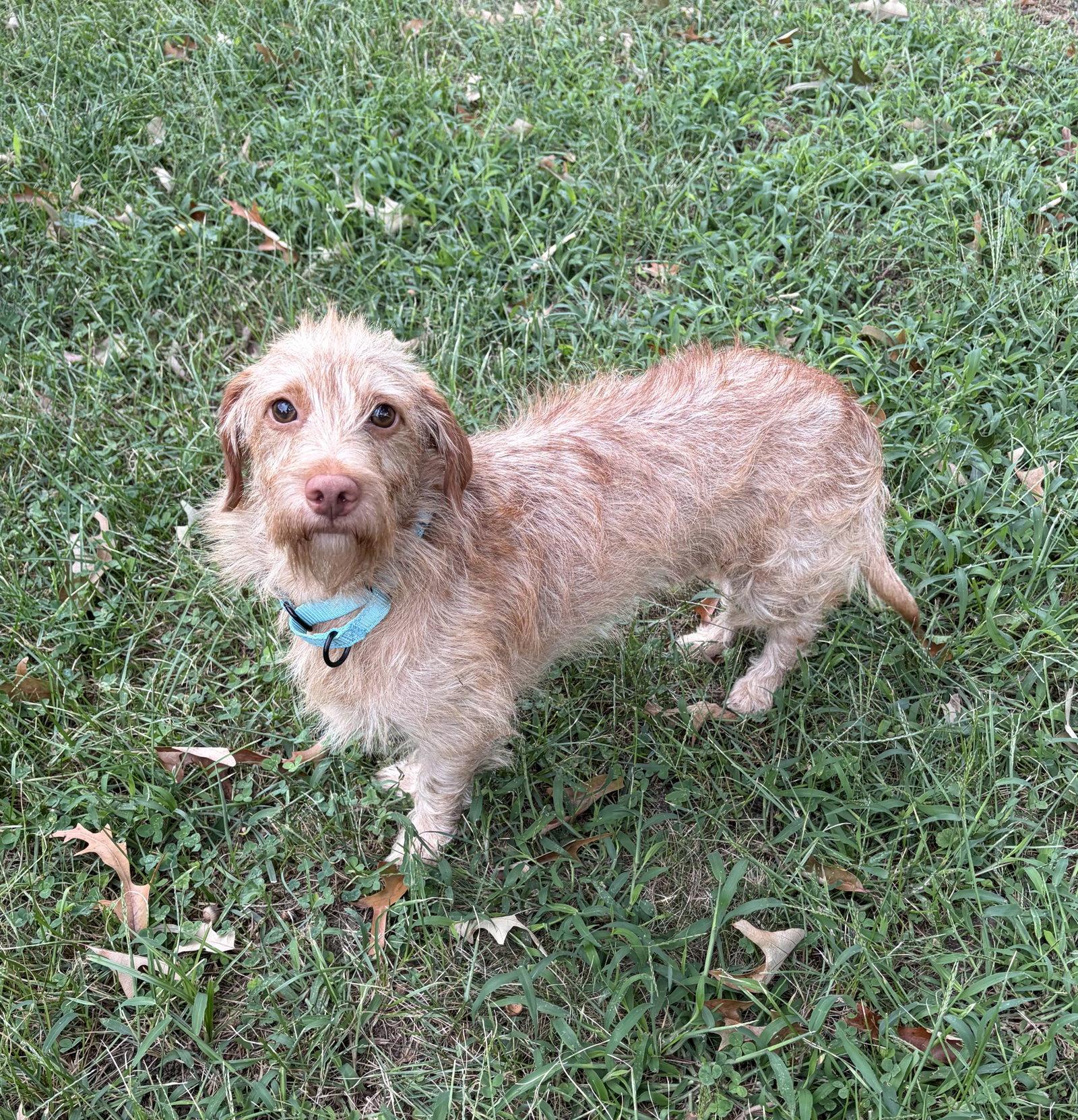 Buddy - No More Applications, Please!, Adoptable, Adult Male Dachshund & Standard Poodle.