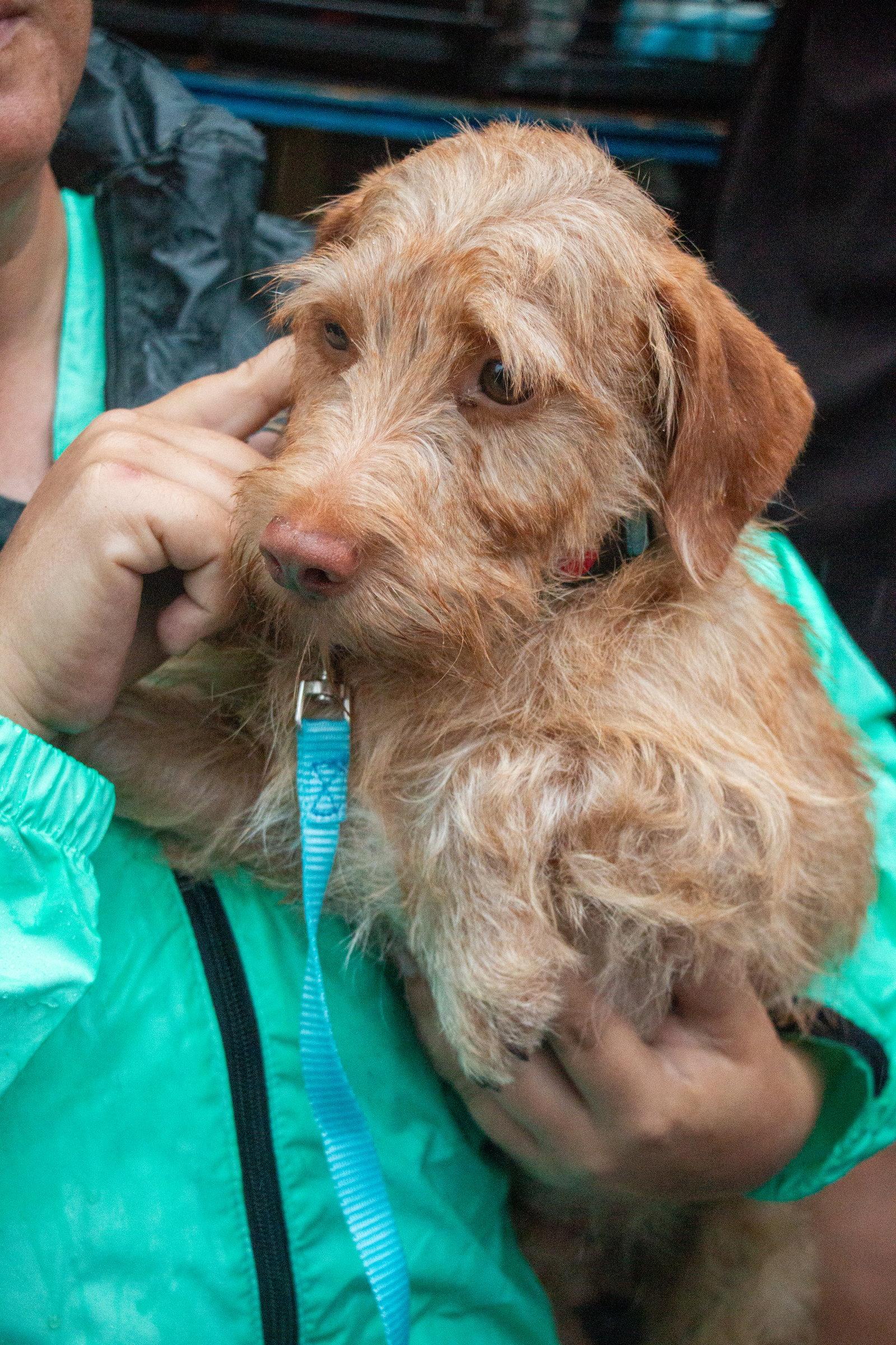 Enlarge Buddy - No More Applications, Please!, a Adoptable mixed breed in Oakhurst, NJ image 2/3