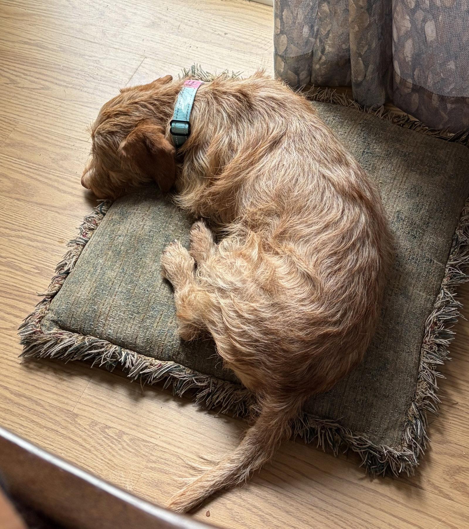 Enlarge Buddy - No More Applications, Please!, a Adoptable mixed breed in Oakhurst, NJ image 3/3
