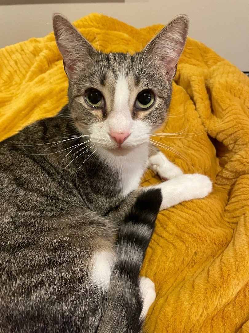 Squirrel, Adopted, Adult Male Tabby & Domestic Short Hair.