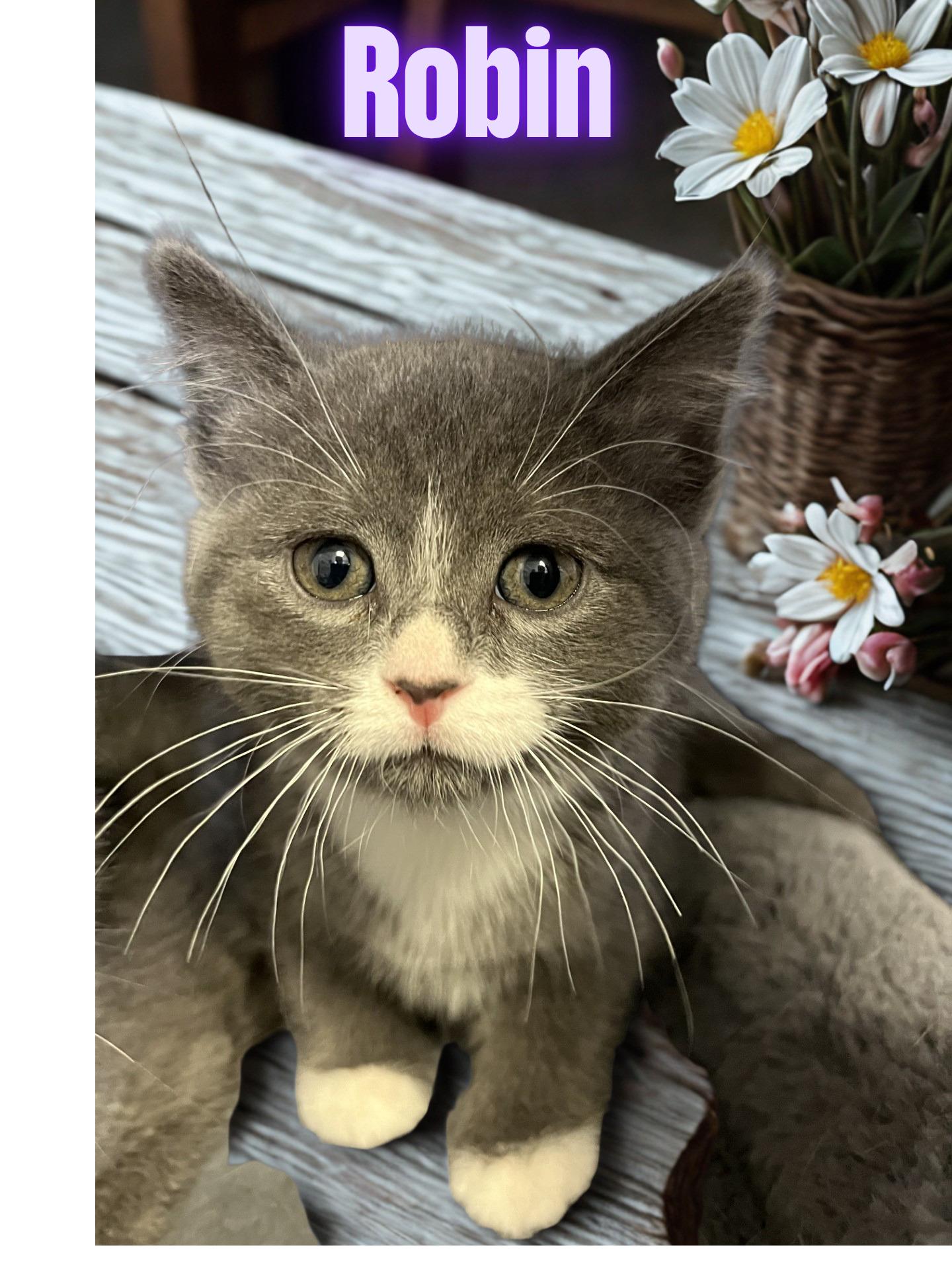 Enlarge Robin, an adopted Domestic Short Hair in Orleans, VT image 1/1