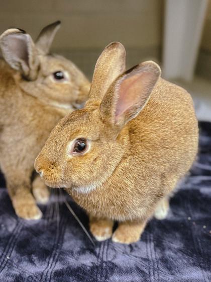 Enlarge Saffron, a Adoptable mixed breed in Bellevue, WA image 2/3