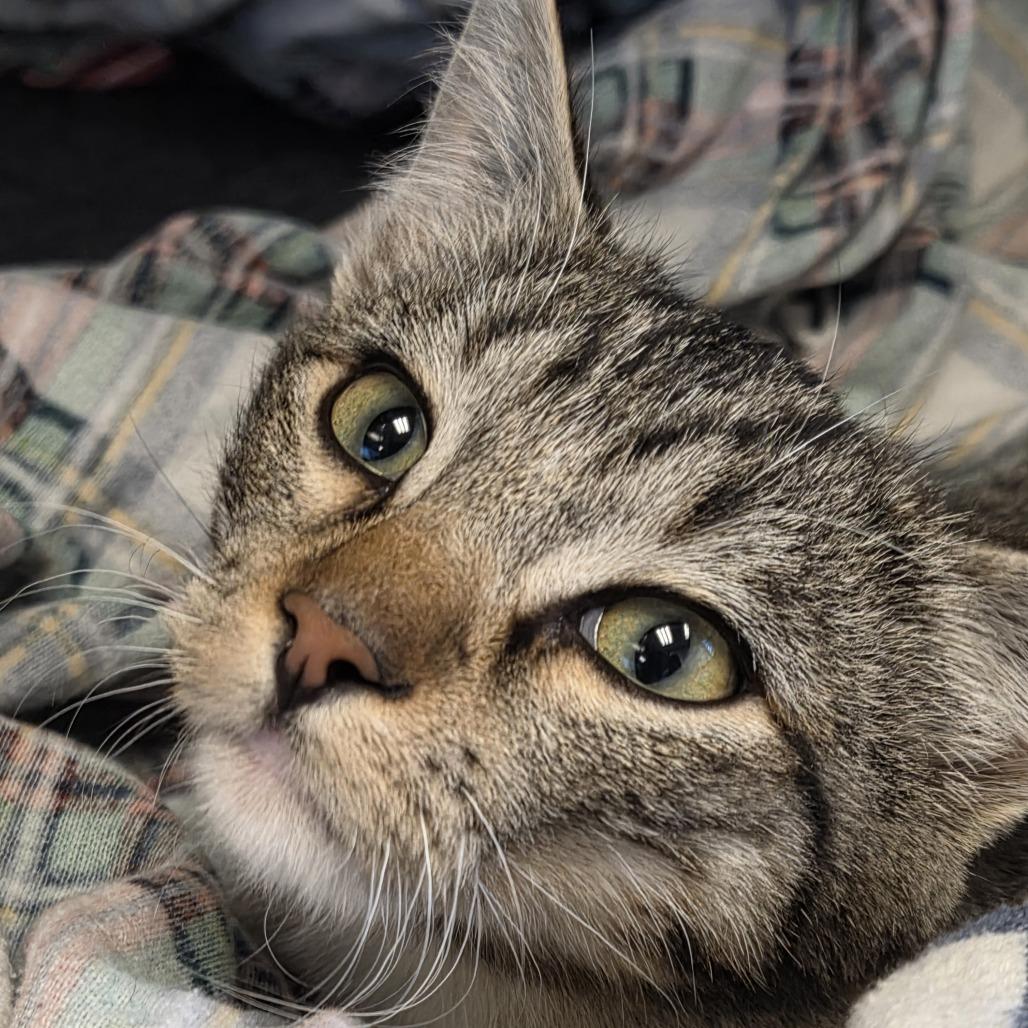 Ari, Adoptable, Kitten Male Domestic Short Hair.
