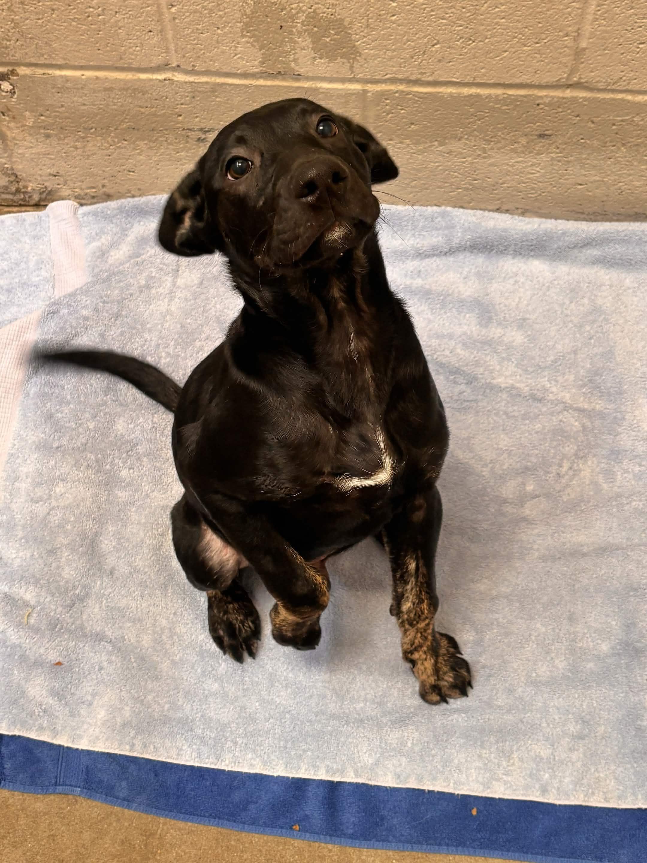 Jill, ADOPTABLE, Puppy Female Mixed Breed.