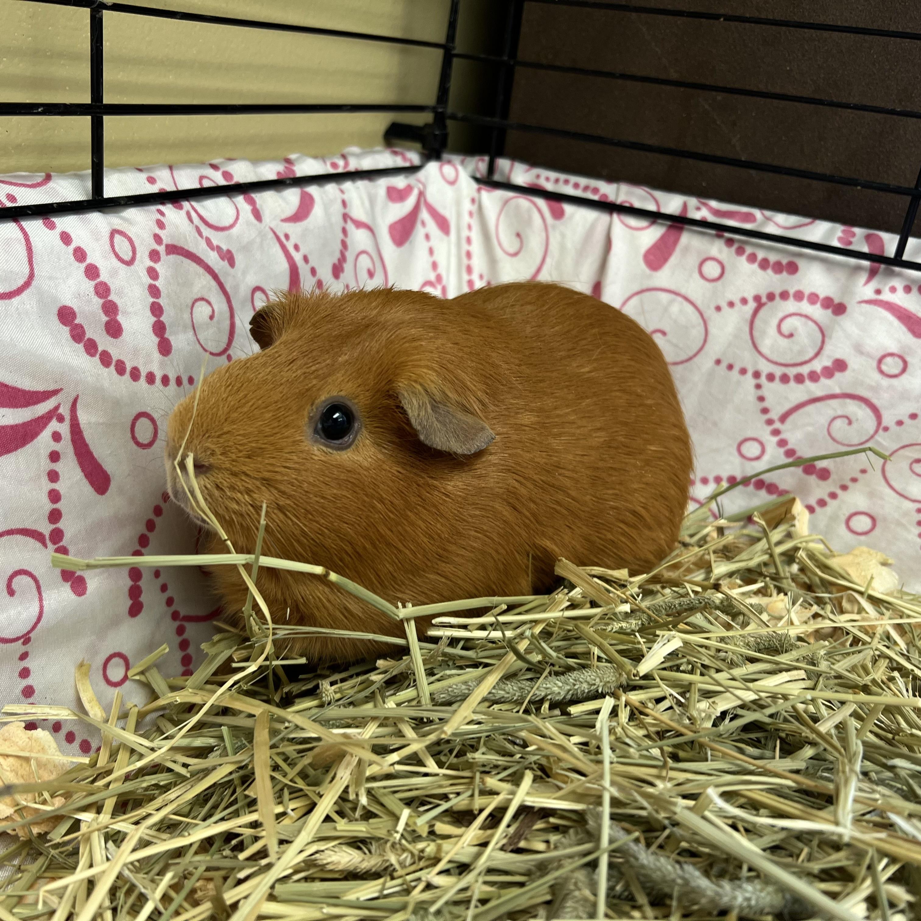 Gina, adopted, Young Female Short-Haired.