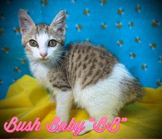 Bush Baby, Adoptable, Young Female Domestic Short Hair.