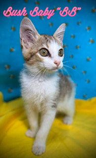 Enlarge Bush Baby, a Adoptable Domestic Short Hair in Pleasanton, TX image 2/2