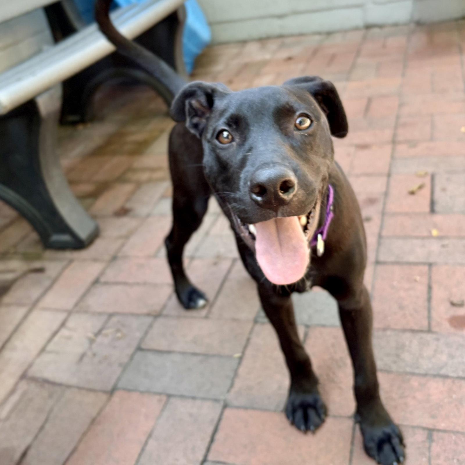 Bennett, Adoptable, Puppy Male Labrador Retriever.