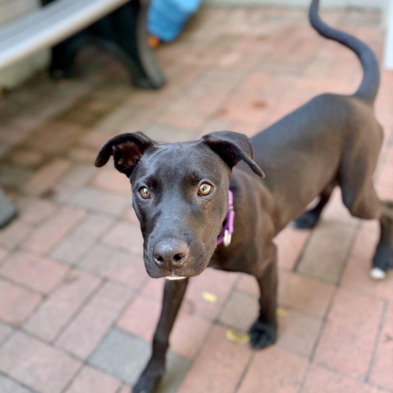 Enlarge Bennett, a Adoptable Labrador Retriever in Whitehall, PA image 2/3