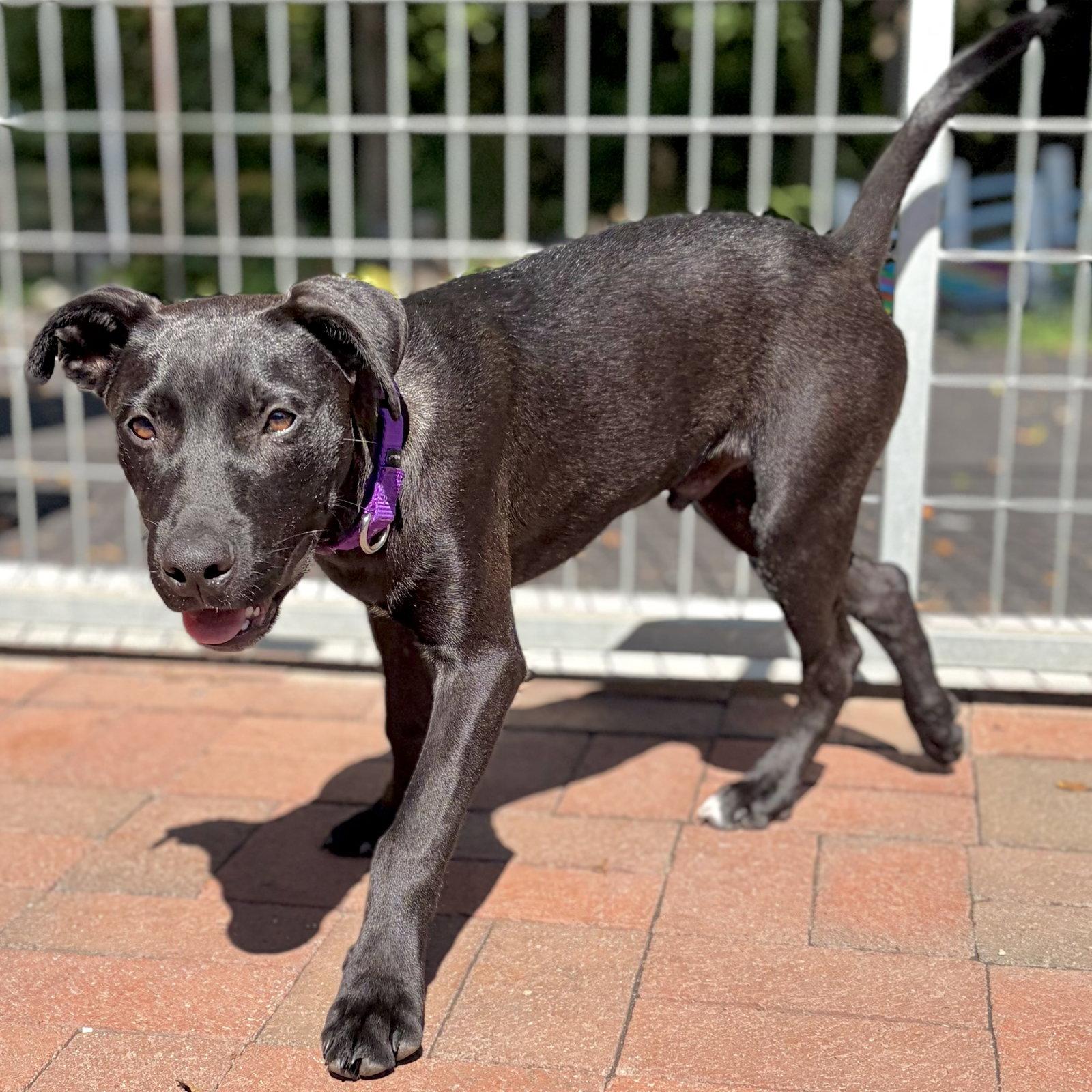 Enlarge Bennett, a Adoptable Labrador Retriever in Whitehall, PA image 3/3
