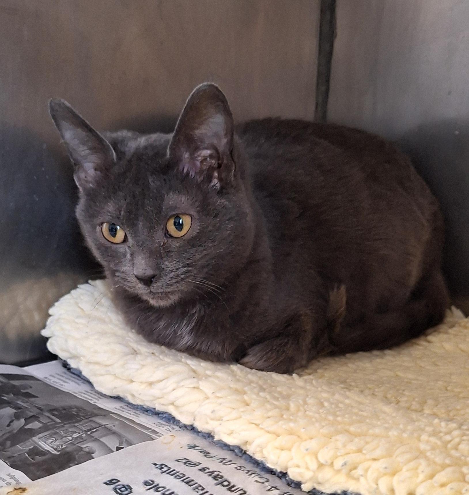 Truffle, a ADOPTABLE mixed breed in Stanton, KY image 4/5