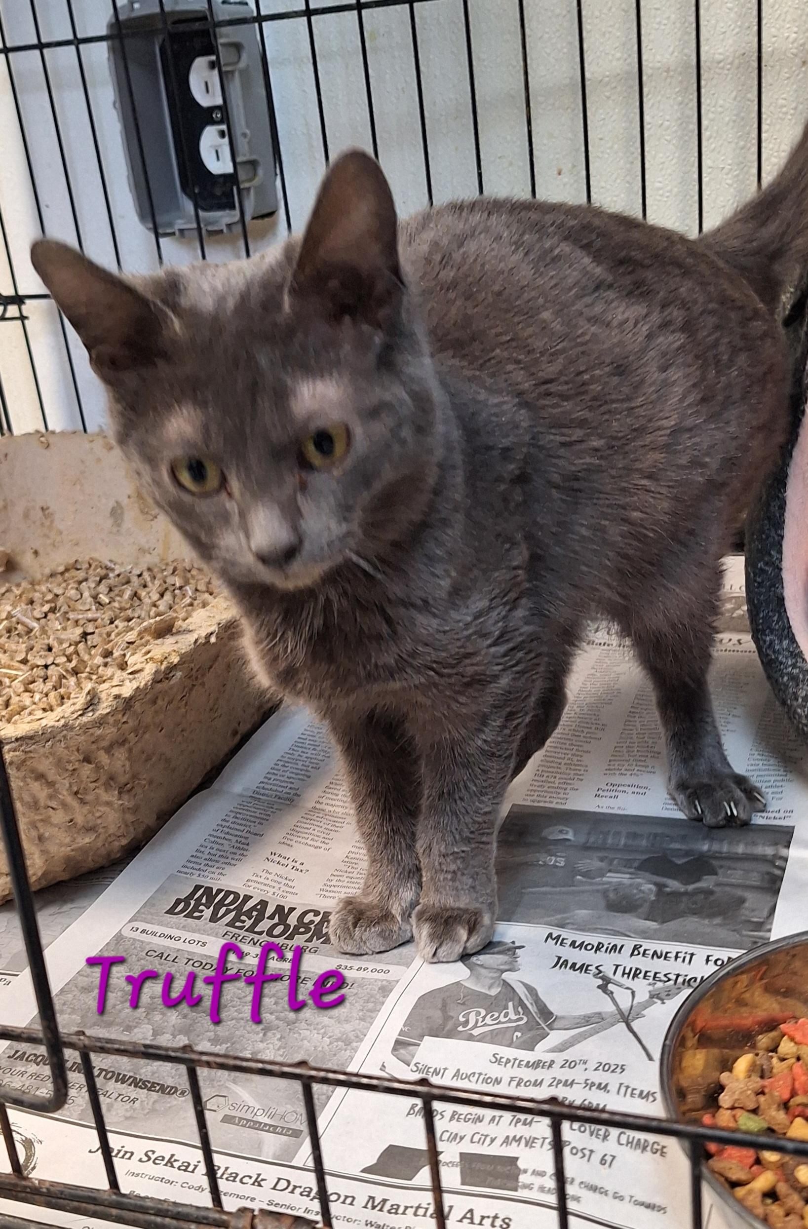 Truffle, a ADOPTABLE mixed breed in Stanton, KY image 1/5