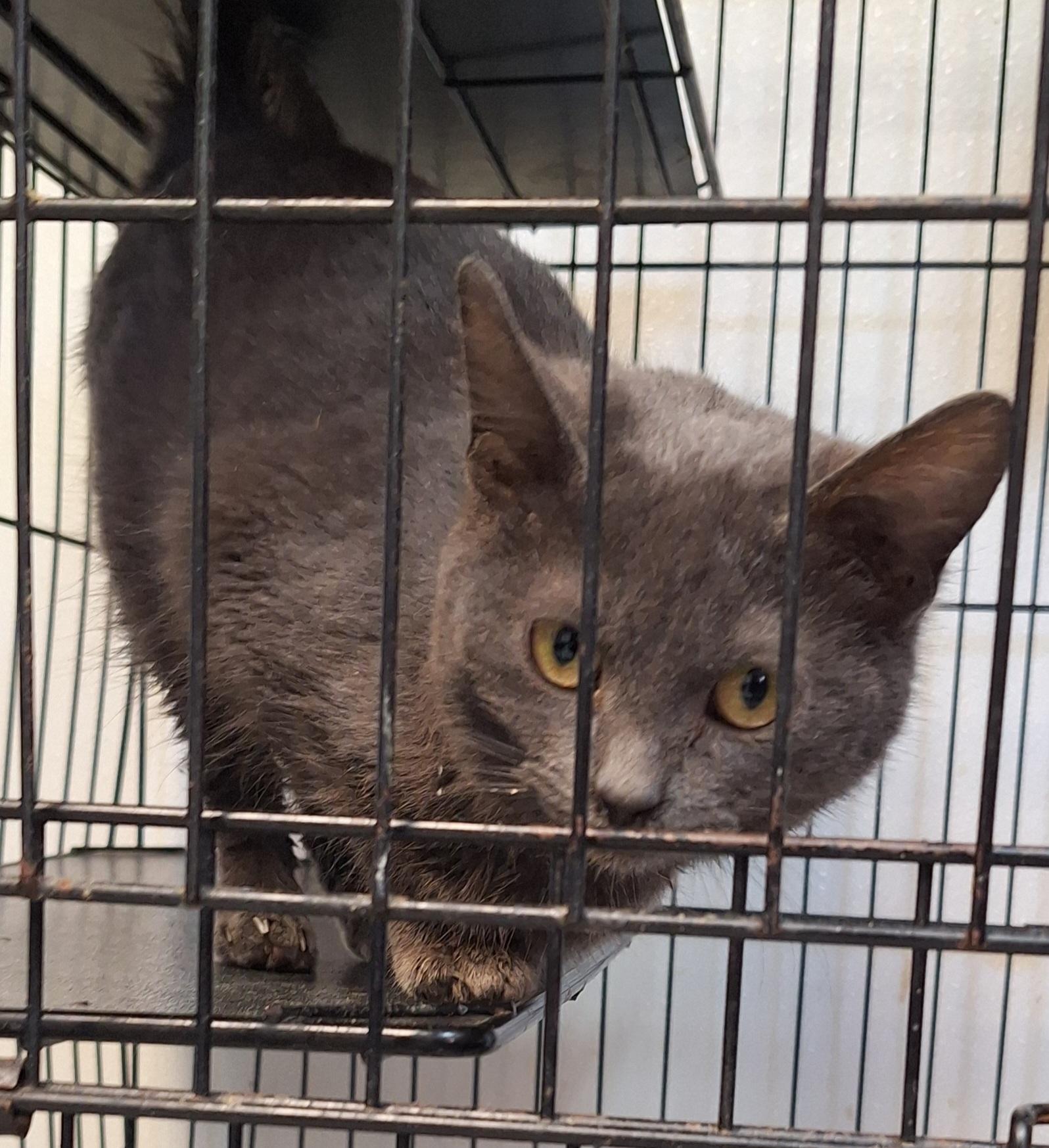 Truffle, a ADOPTABLE mixed breed in Stanton, KY image 5/5