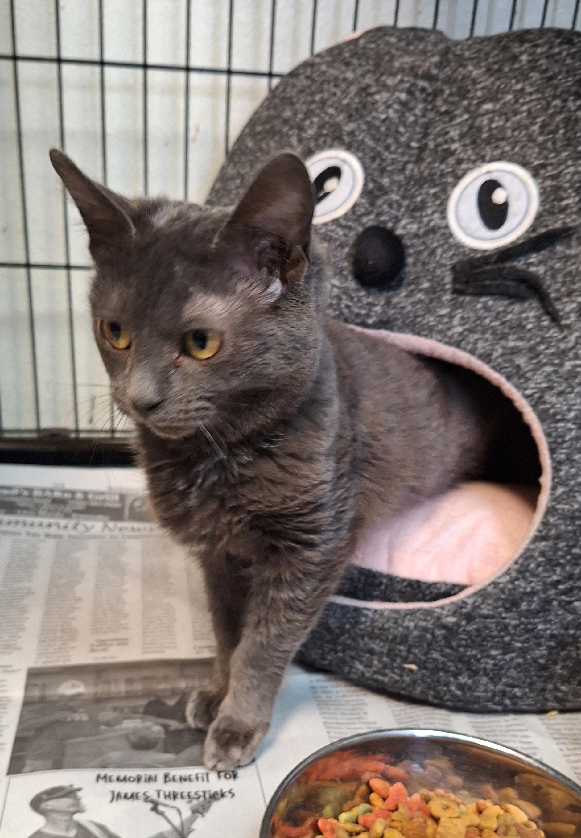 Truffle, a ADOPTABLE mixed breed in Stanton, KY image 2/5