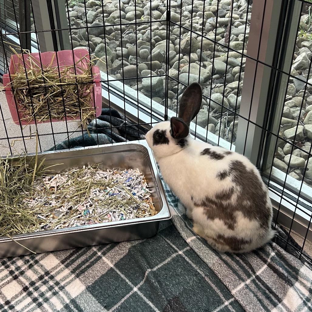 Jellybean, a Adoptable American in Chattanooga, TN image 2/3