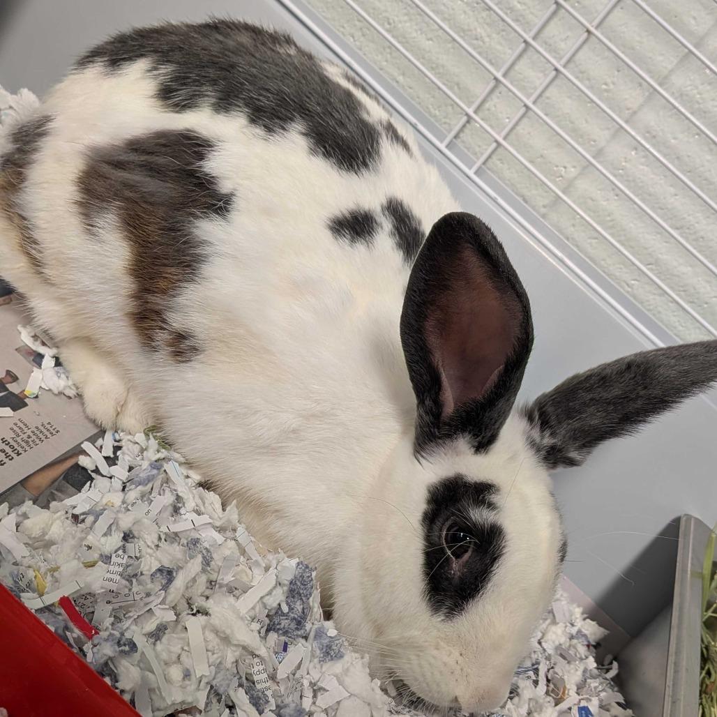 Jellybean, a Adoptable American in Chattanooga, TN image 3/3