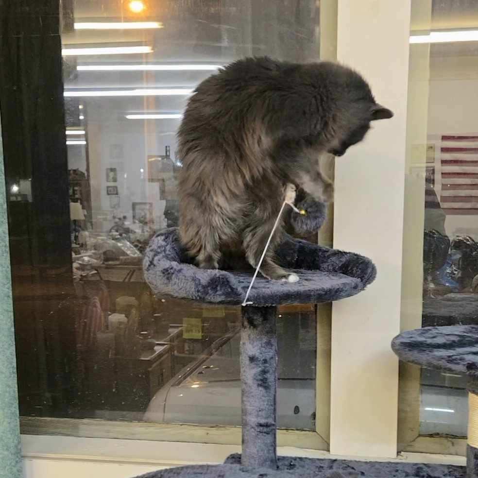 Enlarge Marge, a Adoptable Domestic Medium Hair image 1/4