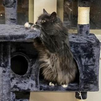 Enlarge Marge, a Adoptable Domestic Medium Hair image 2/4