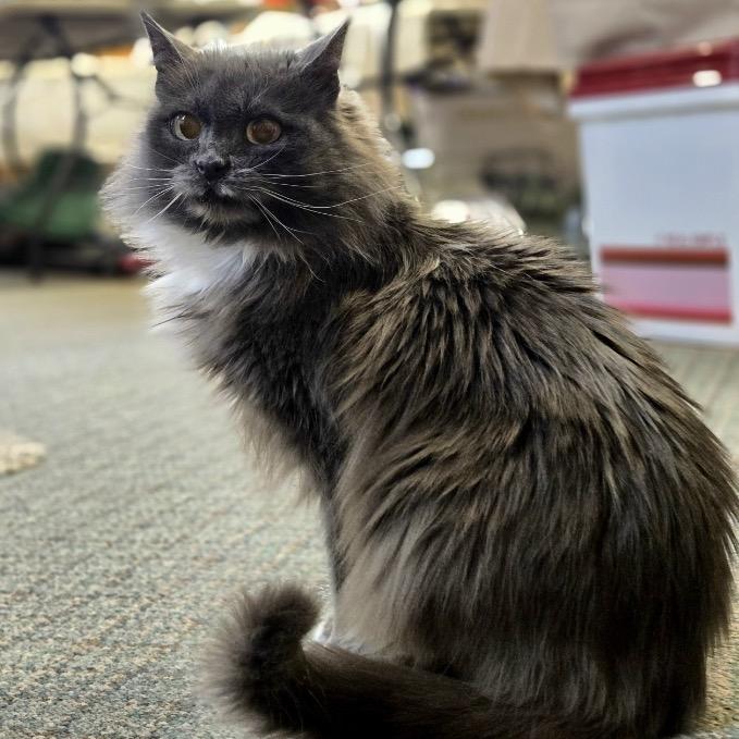 Enlarge Marge, a Adoptable Domestic Medium Hair image 3/4