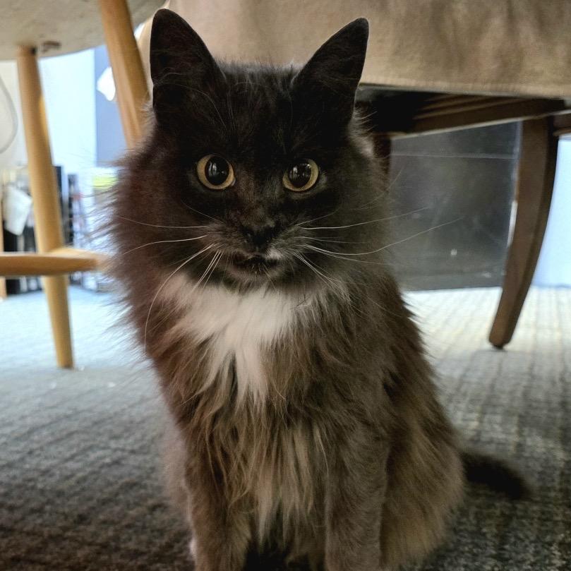 Enlarge Marge, a Adoptable Domestic Medium Hair image 4/4