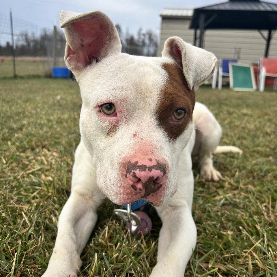 Pluto, Adoptable, Young Male Staffordshire Bull Terrier.