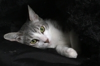 Quinn, a Adoptable Domestic Short Hair in Woodland Hills, CA image 2/2