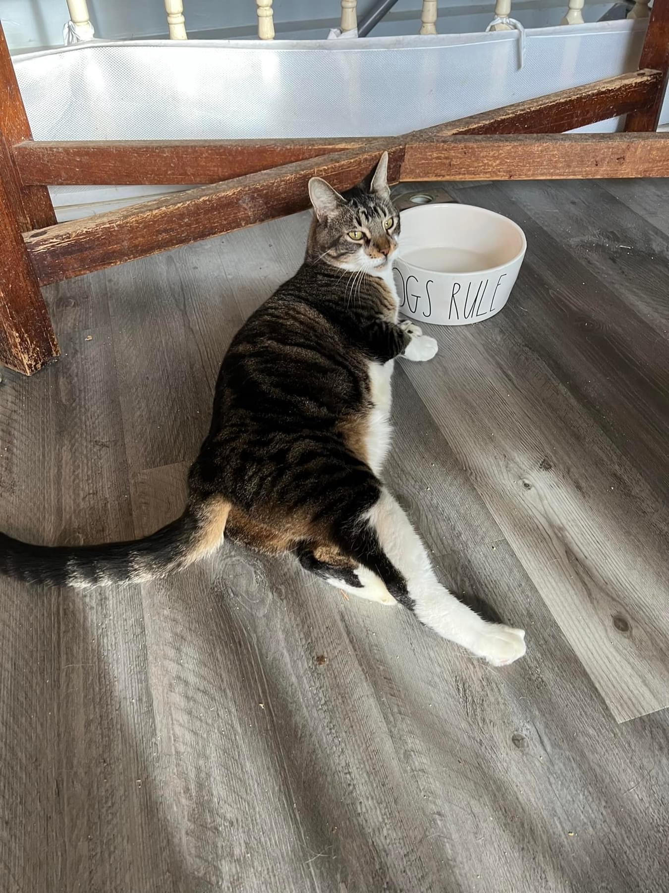 Enlarge Meebs (cerebellar hypoplasia), a Adoptable Domestic Short Hair in Whitewater , WI image 1/4