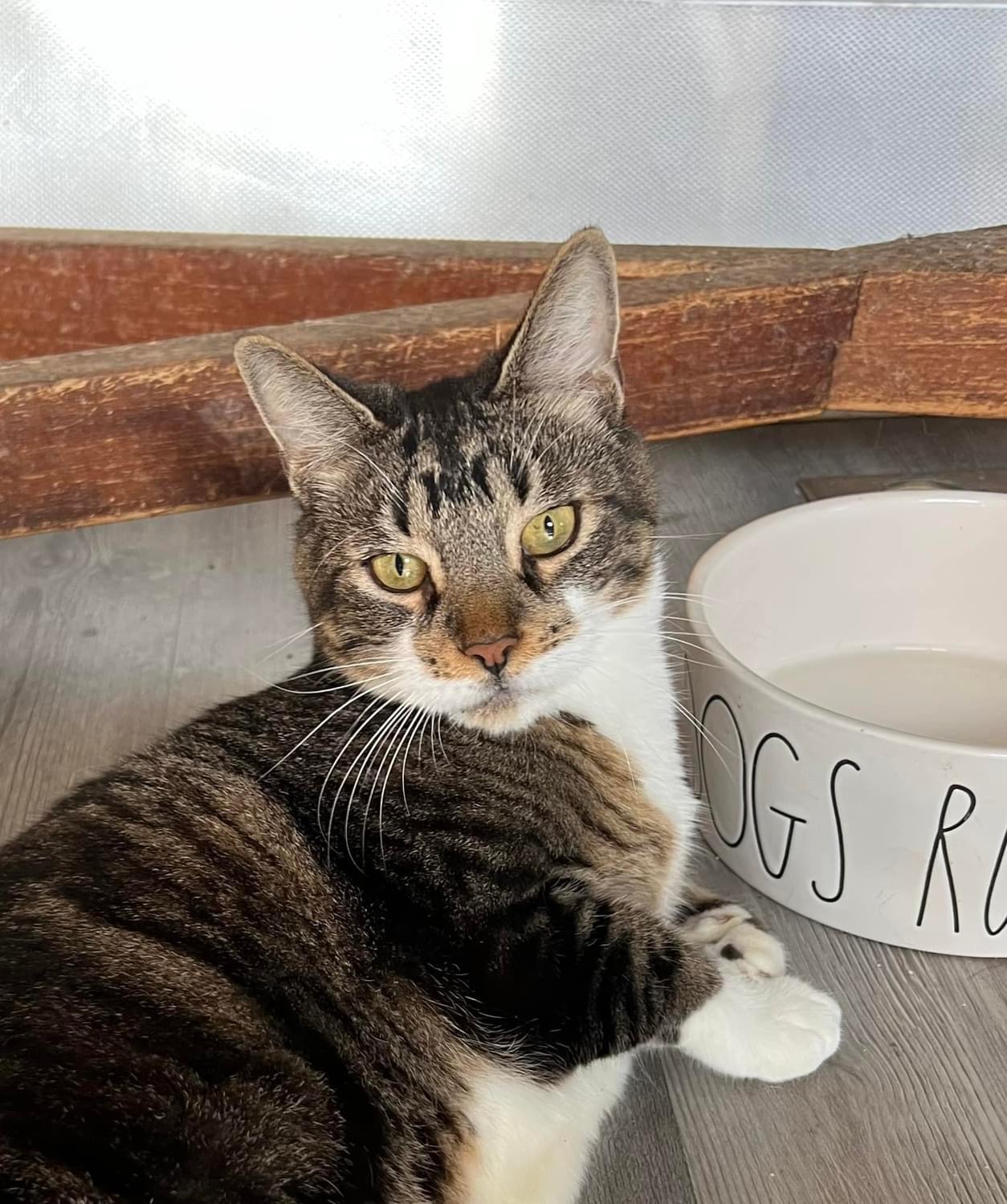 Enlarge Meebs (cerebellar hypoplasia), a Adoptable Domestic Short Hair in Whitewater , WI image 4/4