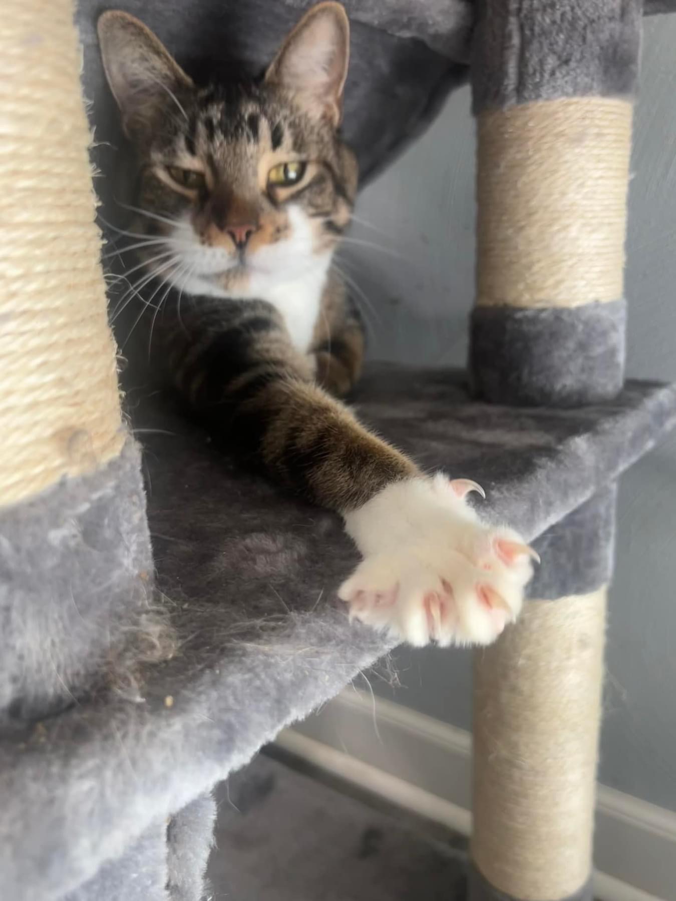 Enlarge Meebs (cerebellar hypoplasia), a Adoptable Domestic Short Hair in Whitewater , WI image 2/4