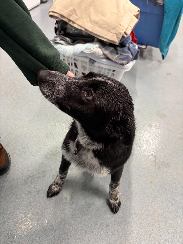 Enlarge Bailey, a Adoptable mixed breed in Portland, IN image 1/1